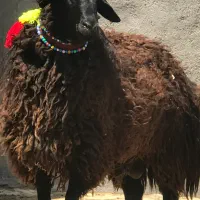 بره قوچ سیاه کبود(میش بزگوسفند)