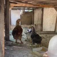 نمیچه مرغ مامونیه