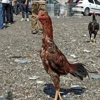 خورس لاری افغان ترک