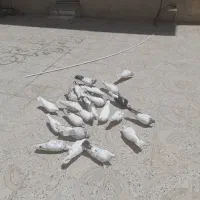 فروش تعدادی کفتر