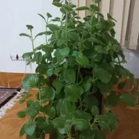 پونه وحشی و معطر