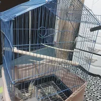 عروس هلندی