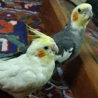 عروس هلندی مولد به همراه دو جوجه دو هفته ای