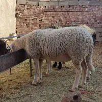 دوتا بره لاروف