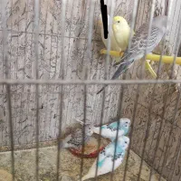 مرغ عشق جوجه