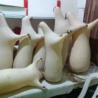نی انبان یا نی همبون خام