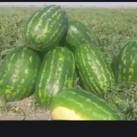 هندوانه گرد درجه یک