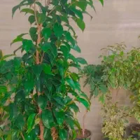 گل در انواع مختلف فقط ۲۰۰
