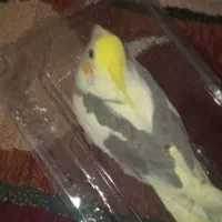 عروس هلندی ابلغ