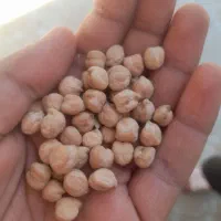 فروش نخود منصور