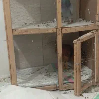 جفتگاه کبوتر