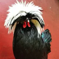 خروس لهستانی شاخ‌دار زیبا