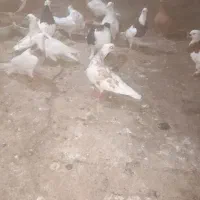 ۱۲عدد رنگی یکی ماده بقیه نر بشرط جوجه جوانه