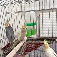 یک جفت عروس هلندی و یک عروس هلندی لوتینو