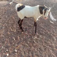 چپشت ۲سال فروشی