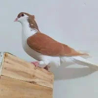 ماده چپ زرد