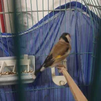 سهره