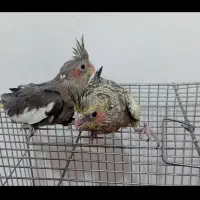 جوجه عروس هلندی