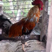 خروس دورگه بلژیکی ریش داره