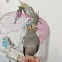 عروس هلندی