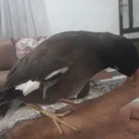مرغ مینا ۲ماه