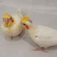 جوجه عروس هلندی ۱ماهه