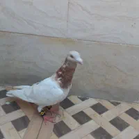 کفتر|پرنده|مرودشت, پشت سایپا‎|دیوار