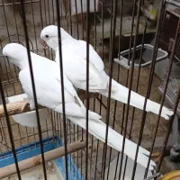 راهب البینو ماده جوجه راهب سرلاکی و دونخور