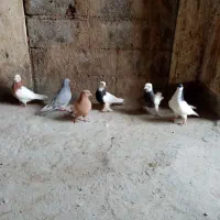 کبوتر فروشی