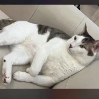 گربه نر