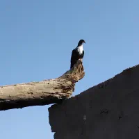 سه تا جوجه ریش