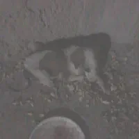 واگذاری سگ رایگان