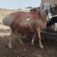 چاری فروشی