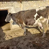 فروش گاو|حیوانات مزرعه|شیروان (خراسان), |دیوار