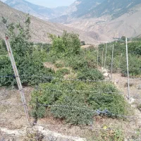 فوری فوری۴۷۵متر زمین ییلاقی کشاورزی  شرایطی