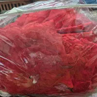 سرویس روتختی