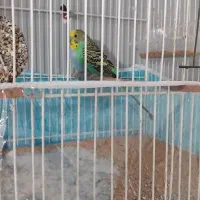 جفت مرغ عشق
