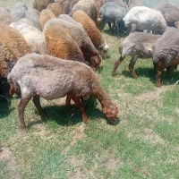 ۷ جفت کاور ماده داشتی