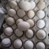 تخم مرغ گلین پاپر