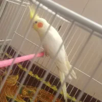 عروس لوتینو و سیامون