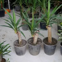درختچه یوکا بنسای
