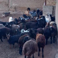 بره