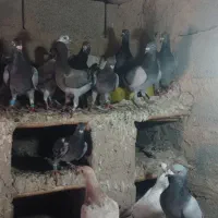 آلمانی