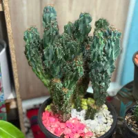 کاکتوس صخره ای افوربیا اچینو در ابعاد مختلف