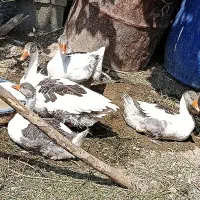 فروش غاز جهت کشتار یا نگه داری