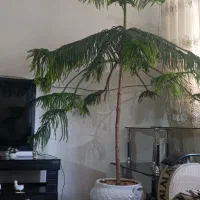درخت کاج مطبق