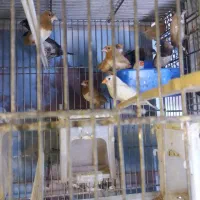 فنچ بنگالی وکینگ وگلدین وقناری