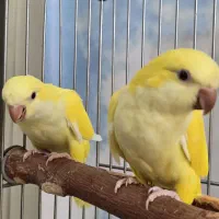 جفت راهب لوتینو  زرد 2ماهه  کواکر گرینچیک