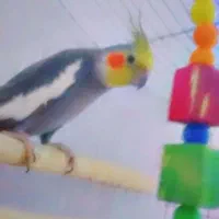 طوطی عروس هلندی سخنگو