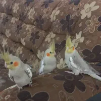 عروس هلندی